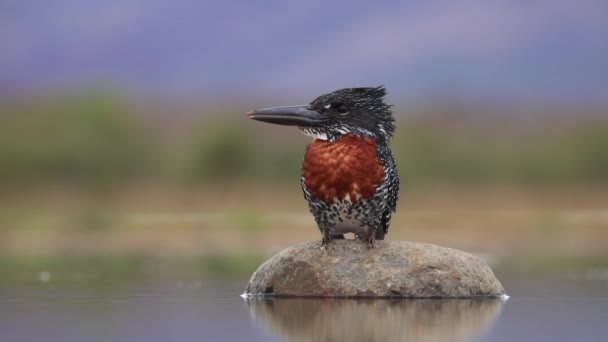 Tiro Ângulo Baixo Gigante Kingfisher Empoleirado Uma Pedra Laguna Esconder — Vídeo de Stock