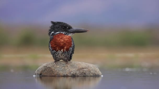 Ein Flachbild Eines Riesigen Eisvogels Der Auf Einem Stein Lagunenversteck — Stockvideo