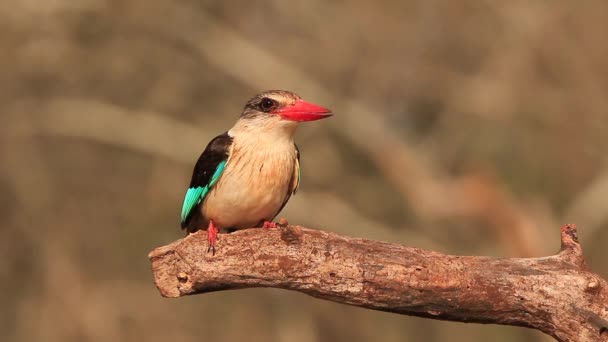 夏天的一天 在齐曼加的私人野生动物保护区里 看到了一只像这只棕色头罩的翠鸟一样吃喝着的下潜的照片 Mkhombe — 图库视频影像