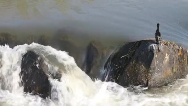 Agua Desciende Sobre Pequeños Rápidos Cerca Una Calzada Río Sabie — Vídeo de stock