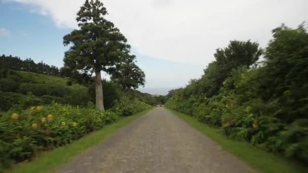 Footage Road Surrounded Green Vegetation — Vídeos de Stock