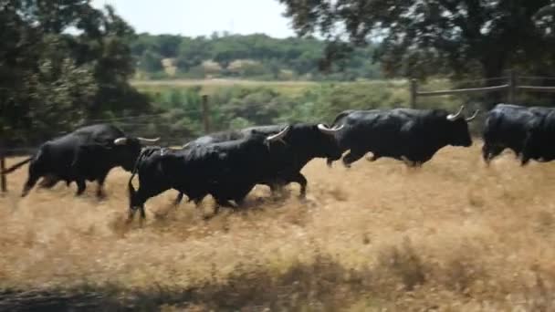 Angry Bulls Running Field Alentejo — стоковое видео