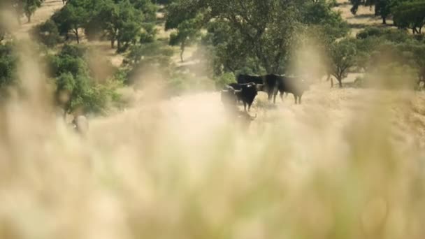 Cattle Bulls Field Alentejo Portugal — Vídeo de stock