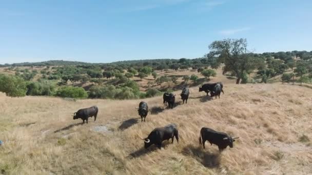 Drone Footage Cattle Bulls Field Alentejo Portugal — Αρχείο Βίντεο