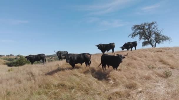 Drone Footage Cattle Bulls Field Alentejo Portugal — стоковое видео