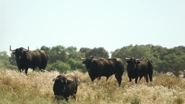 Four Angry Bulls Field Alentejo — стоковое видео