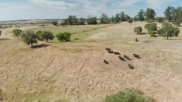 Drone Footage Cattle Bulls Field Alentejo Portugal — стоковое видео