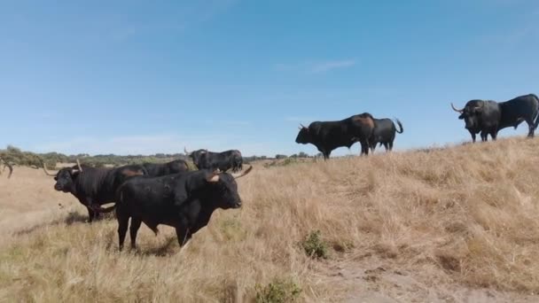 Drone Footage Cattle Bulls Field Alentejo Portugal — стокове відео