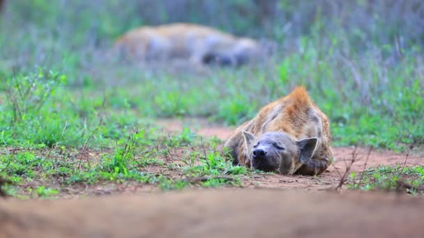 Spotted Hyena Lays Asleep Game Path Another One Background Out — Stockvideo