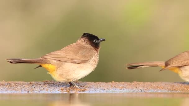 View Sunken Photographic Mkhombe Hide Zimanga Private Game Reserve Summer — 图库视频影像