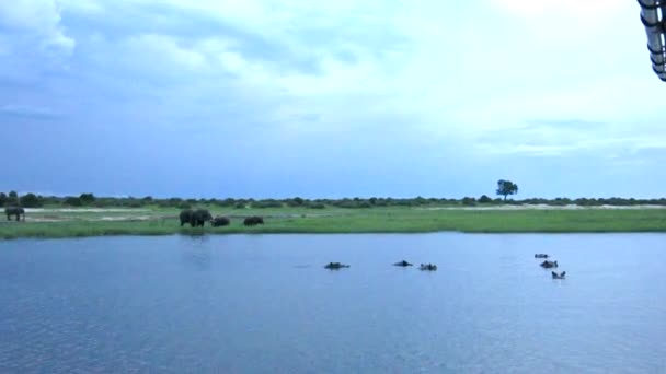 กของกล ปโปทาม วมก นในส วนท ยบสงบเล ของแม Chobe พาย อนขนาดใหญ — วีดีโอสต็อก