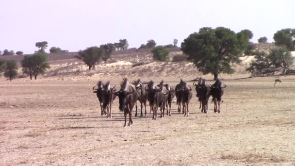 Herd African Wildebeest Walk Dry Dusty Track Kalahari Kgalagadi Water — Αρχείο Βίντεο