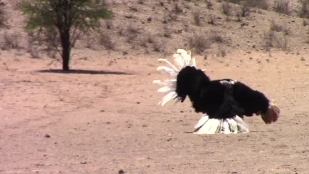 Male African Common Ostrich Slowly Dances Rhythmically Female Mating Ritual — Stock Video