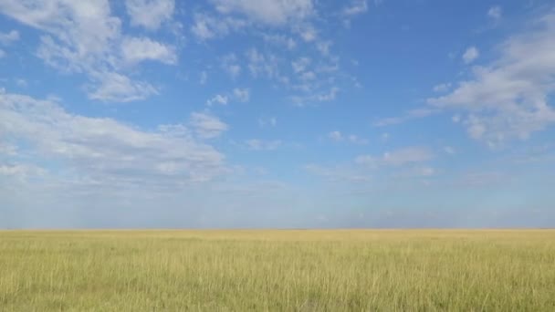 Panoramic View Grasslands Next Makgadikgadi Pans Kubu Island Southern Botswana — ストック動画