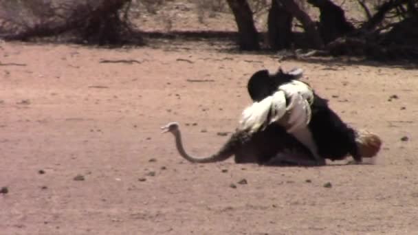 Male African Common Ostrich Slowly Dances Rhythmically Female Mating Ritual — Stock video