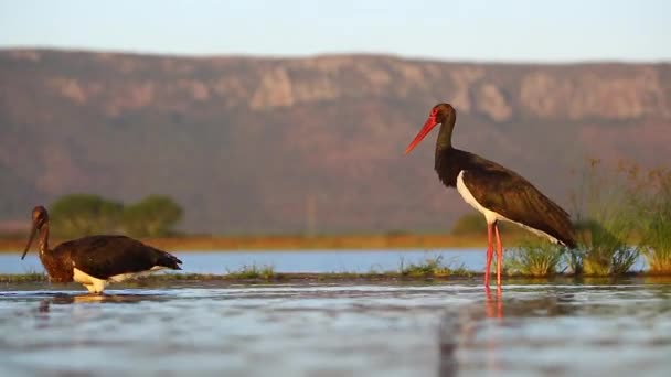 View Sunken Photographic Lagoon Hide Zimanga Private Game Reserve Summer — Stok Video