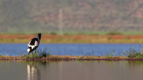 View Sunken Photographic Lagoon Hide Zimanga Private Game Reserve Summer — стокове відео
