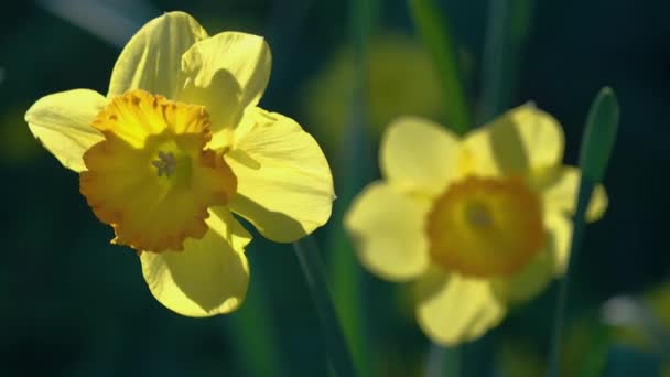 Daffodils Sunshine Handheld Close View Head Back Lit Daffodil — ストック動画