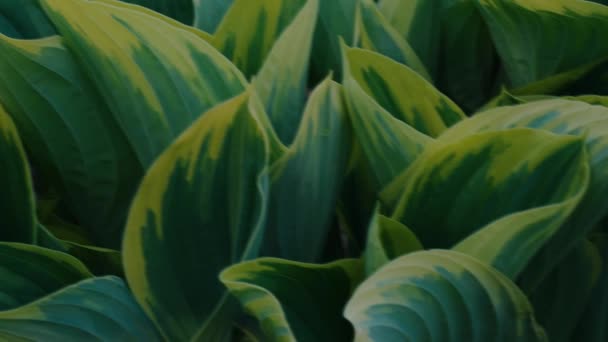 Left Right Slow Pan Foliage Plant Species Hosta Broad Leaves — Stockvideo