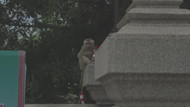 Looking Monkey Drinking Milk Temple Slowmotion — стоковое видео