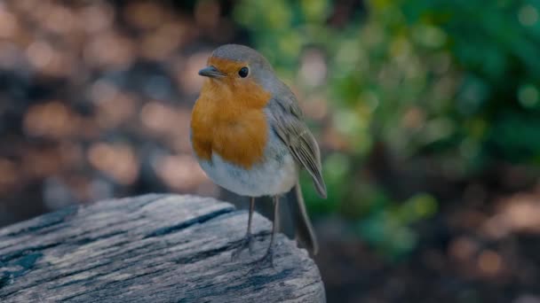 Handheld Shot Robin Singing Park Bench European Robin Erithacus Rubecula — 图库视频影像