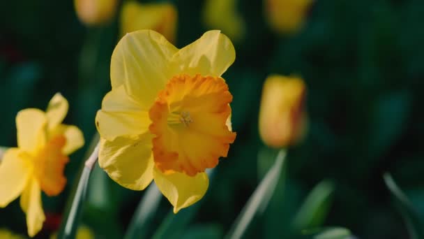 Daffodils Sunshine Handheld Close View Head Back Lit Daffodil — Stockvideo