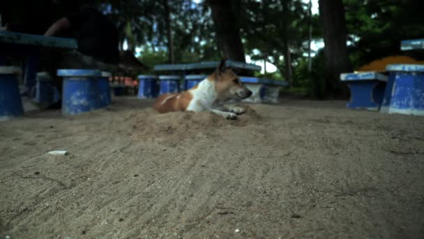 Dog Lying Beach Looking Slow Motion Angle 002 — Vídeos de Stock