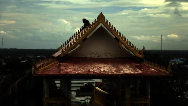 Looking Monkey Roof Temple Thailand — Stock Video