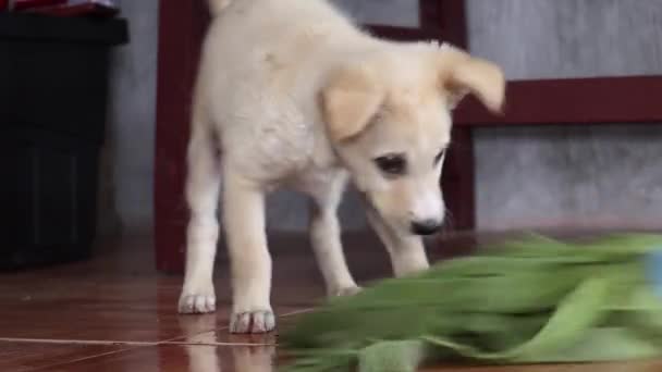 Labrador Retriever Puppy Very Light Brown Fur Playfully Chasing Floor — Stok Video