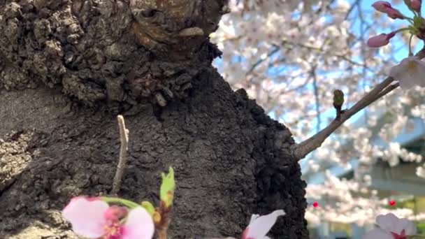 Pink Cherry Blossoms Thick Trunk Sumida Park Camera Tilt Pan — Wideo stockowe