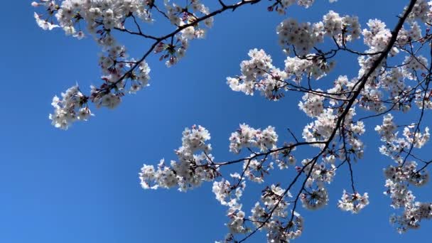 Pink Cherry Blossoms Flowers Blue Sky Sumida Park Camera Fixed — Vídeos de Stock