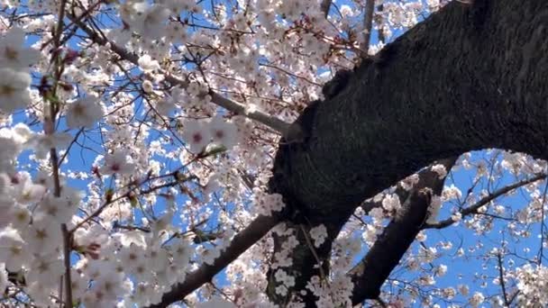 View Cherry Tree Full Pink Flowers Sumida Park Camera Pan — Wideo stockowe