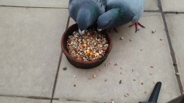 Two Hungry Pigeons Feasting Food Top View Shot — Stok video
