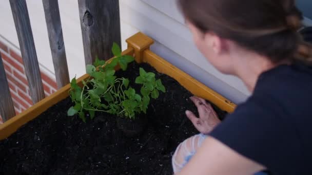 Young Woman Planting Peppermint Garden — Stok video
