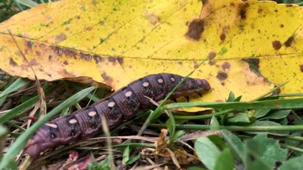 Caterpillar Walking Yellow Leaf Field Maine Fall — Wideo stockowe