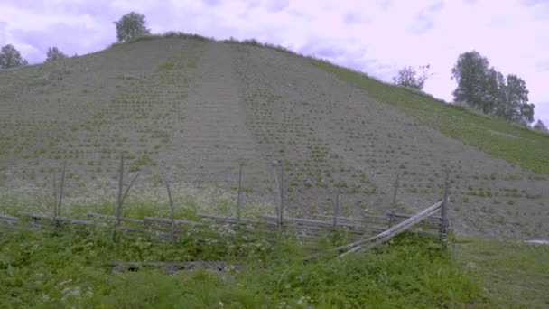 Nothern Sweden Hill Were Inhabitants Growing Potatoes — Stok video