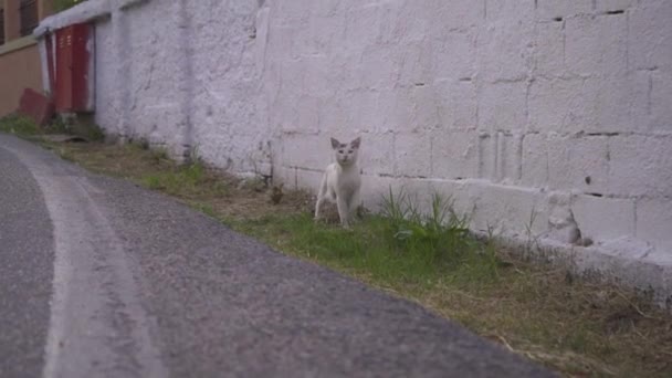 White Cat Walking Village Early Morning Greece Sees Camera Crosses — Vídeo de Stock