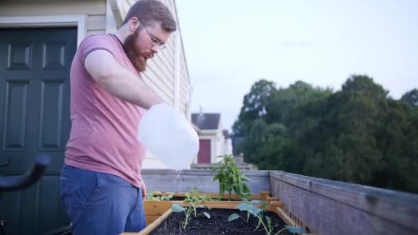 Young Man Watering Garden Bed — Stockvideo
