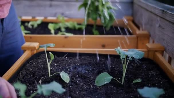 Water Being Poured Plants — Video Stock