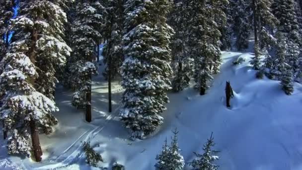 View Snowy Trees Slope — Stockvideo