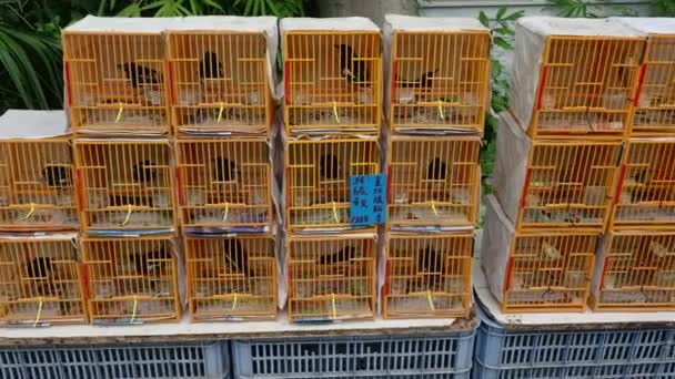 Assorted Bird Cages Sale Yuen Bird Garden Mongkok Kowloon Hong — Wideo stockowe