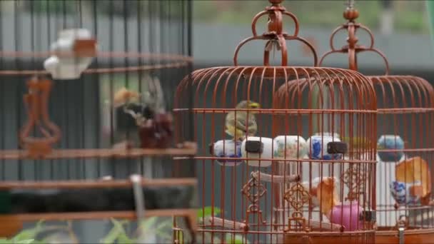 Assorted Bird Cages Sale Yuen Bird Garden Mongkok Kowloon Hong — Wideo stockowe