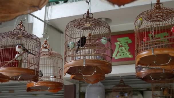 Assorted Bird Cages Sale Yuen Bird Garden Mongkok Kowloon Hong — Wideo stockowe