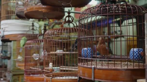 Assorted Bird Cages Sale Yuen Bird Garden Mongkok Kowloon Hong — Αρχείο Βίντεο