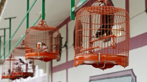 Assorted Bird Cages Sale Yuen Bird Garden Mongkok Kowloon Hong — Wideo stockowe