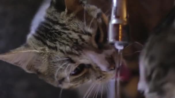 Two Cute Cats Drink Drips Water Sink — Stockvideo