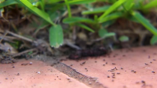 Macro Shot Ants Trying Move Earthworm Spring Weather — Stock Video