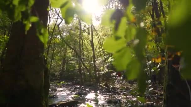 Small Forest Stream Running Quietly Green Nature Some Leaves Hanging — Stock Video