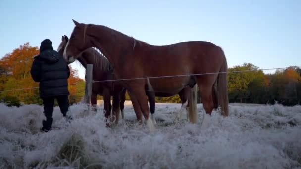 Kid Feeding Horses Frosty Field Forest Blue Sky Red Yellow — Stock Video