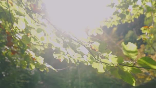 Sun Rays Shining Leaves Camera Moving Forward Forest — Stock Video